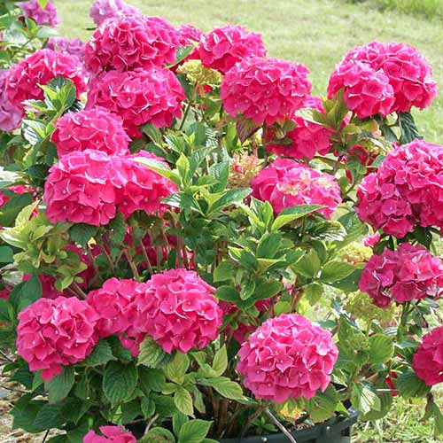 Hortensja ogrodowa Glowing Embers interface.image 1 interface.art 4446