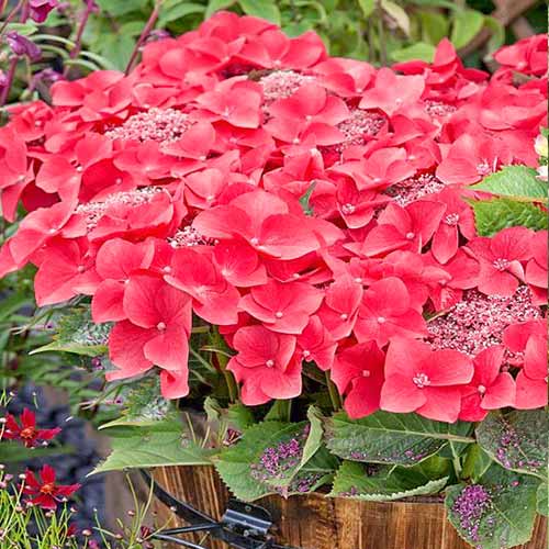 Hortensja ogrodowa Kardinal interface.image 1 interface.art 4447