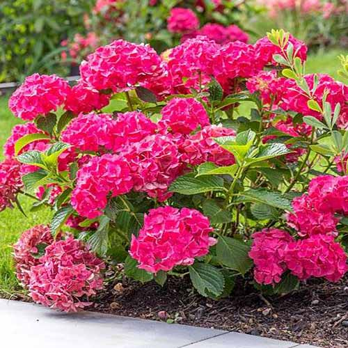 Hortensja ogrodowa Leuchtfeuer interface.art zdjęcie 1 Hortensja ogrodowa Leuchtfeuer interface.image 1 interface.art 4449