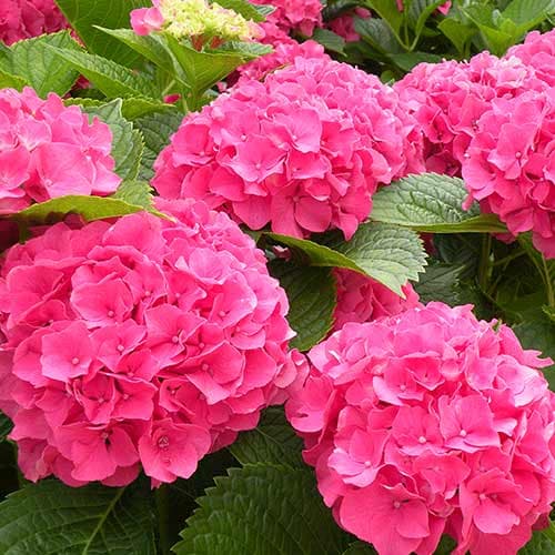 Hortensja ogrodowa Masja interface.image 1 interface.art 4728