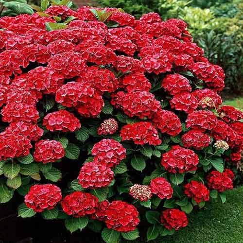 Hortensja ogrodowa Red interface.image 1 interface.art 4732