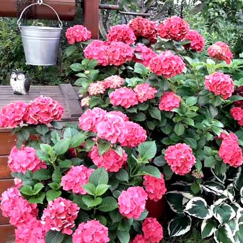 Hortensja ogrodowa Sibilla interface.image 1 interface.art 4452