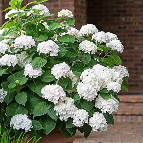 Hortensja ogrodowa Snow storm interface.image 1 interface.art 9124