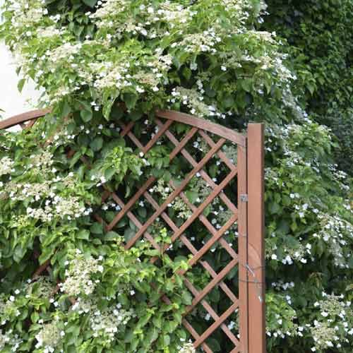 Hortensja pnąca Mirranda, С2 interface.image 1 interface.art 8219