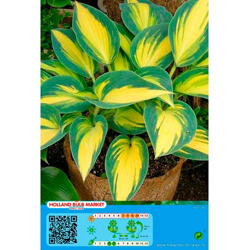 Hosta (Funkia) Remember Me interface.image 1 interface.art 76461