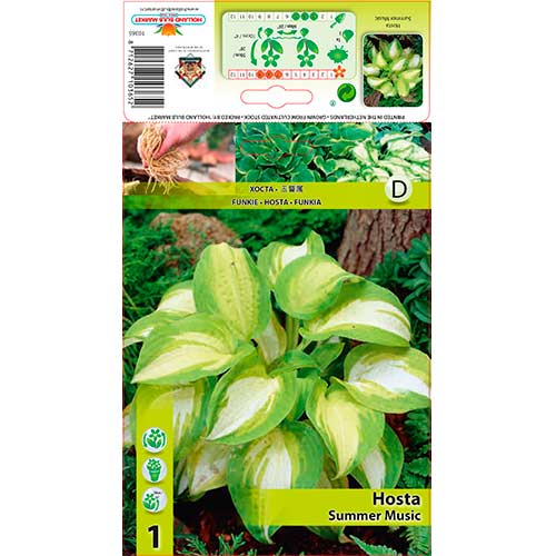 Hosta (Funkia) Summer Music interface.image 1 interface.art 76278