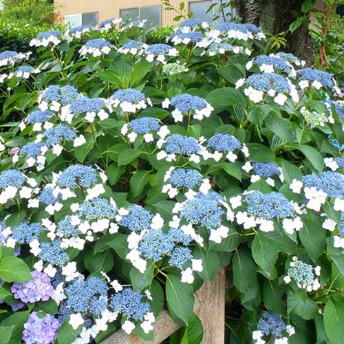 Hortensja ogrodowa Libelle interface.image 1 interface.art 9033