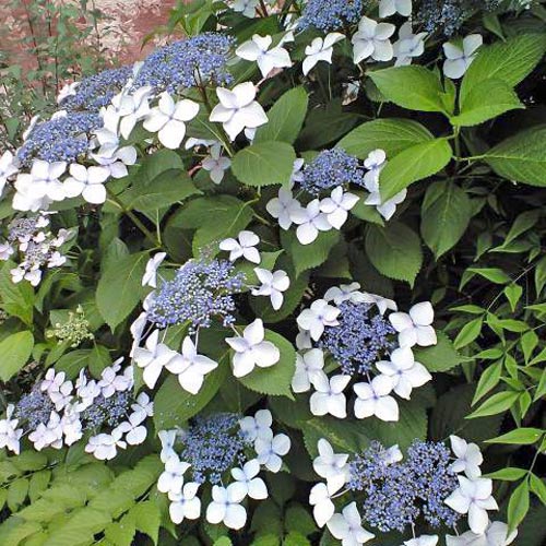 Hortensja ogrodowa Libelle interface.image 3 interface.art 9033