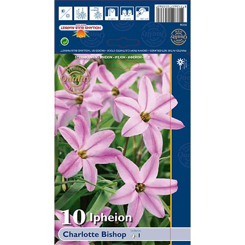 Ifejon (Ipheion) Charlotte Bishop interface.image 1 interface.art 68013