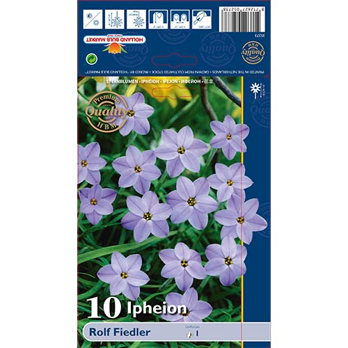 Ifejon (Ipheion) Rolf Fiedler interface.image 1 interface.art 70228