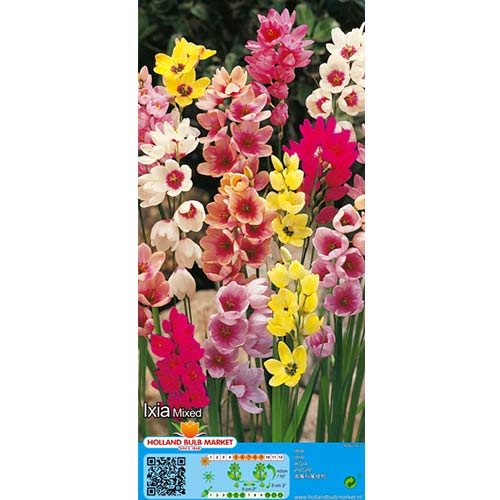 Iksja, mix kolorów interface.image 1 interface.art 76295