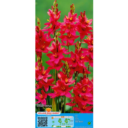 Iksja Venus interface.image 1 interface.art 76297