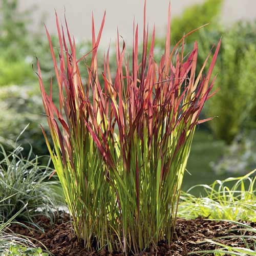 Imperata cylindryczna Red Baron, С3 interface.art zdjęcie 1 Imperata cylindryczna Red Baron, С3 interface.image 1 interface.art 8552