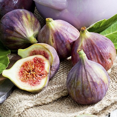 Figowiec pospolity interface.image 1 interface.art 8487