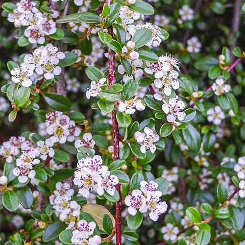 Irga płożąca Queen of Carpets interface.art zdjęcie 1 Irga płożąca Queen of Carpets interface.image 1 interface.art 4756