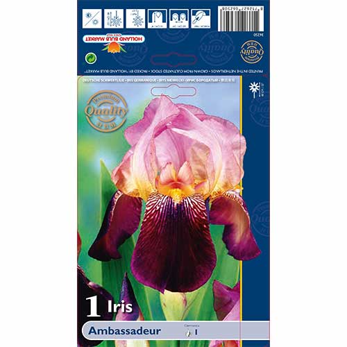 Irys bródkowy (Kosaciec) Ambassadeur interface.image 1 interface.art 76105