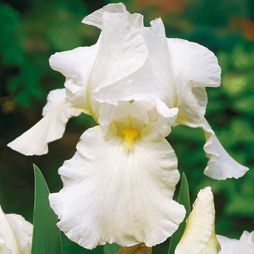 Irys bródkowy (Kosaciec) Skating Party interface.image 1 interface.art 68291