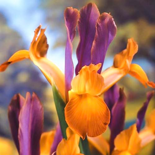 Irys holenderski Bronze Queen interface.image 1 interface.art 68294