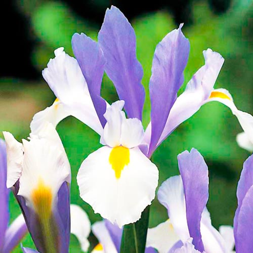 Irys holenderski Silver Beauty interface.image 1 interface.art 67147