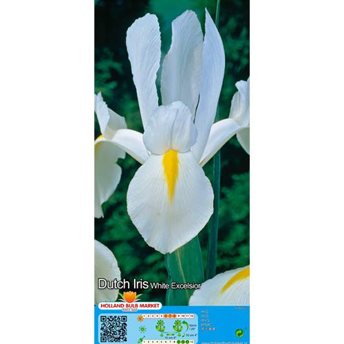 Irys holenderski White interface.art zdjęcie 1 Irys holenderski White interface.image 1 interface.art 68126