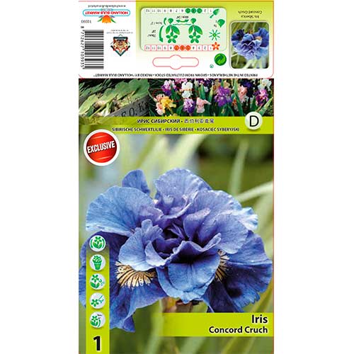 Irys syberyjski (Kosaciec) Concord Cruch interface.image 1 interface.art 76286