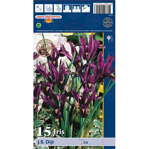 Irys żyłkowany J.S. Dijt interface.image 1 interface.art 70225