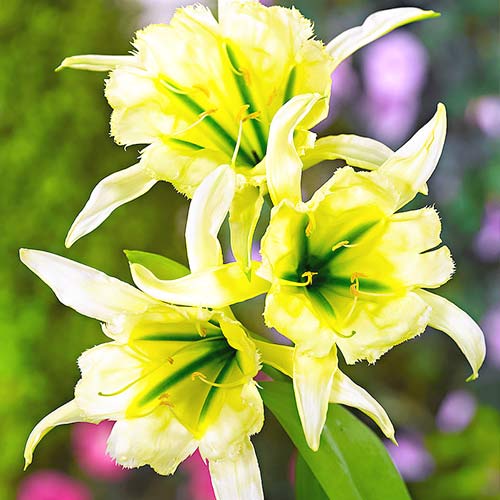 Ismena (Błonczatka) Sulphur Queen interface.image 2 interface.art 67018