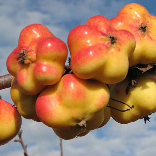 Jabłoń Apistar interface.image 1 interface.art 4850