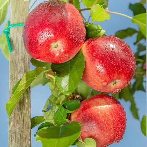 Jabłoń (columnar) Carneval interface.image 1 interface.art 2002