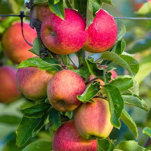 Jabłoń (columnar) Fuji interface.image 1 interface.art 2003