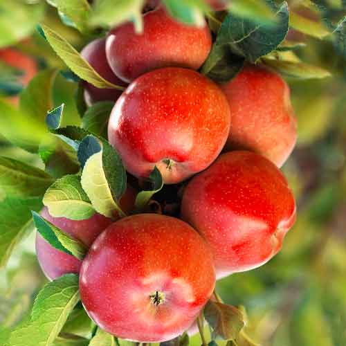 Jabłoń (columnar) Gala Lord interface.image 1 interface.art 2004