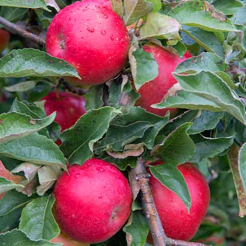 Jabłoń (columnar) Mars interface.image 1 interface.art 2005