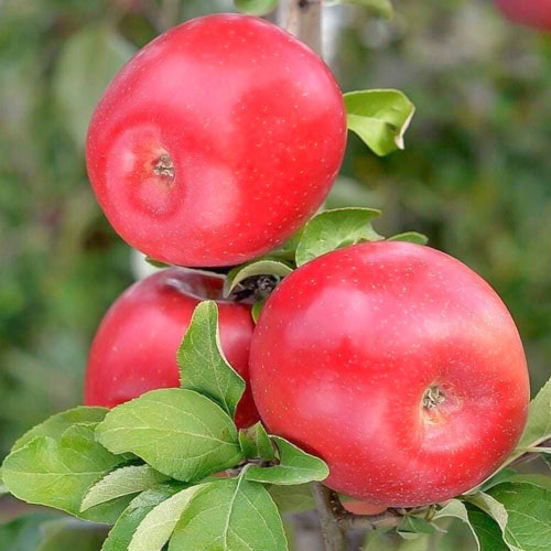 Jabłoń Gala Crown interface.image 1 interface.art 7975