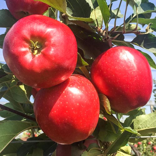 Jabłoń Gala Lord interface.image 1 interface.art 7974