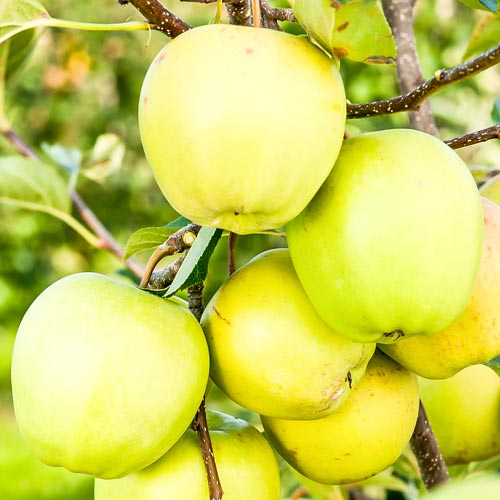 Jabłoń Golden Delicios interface.image 1 interface.art 7486