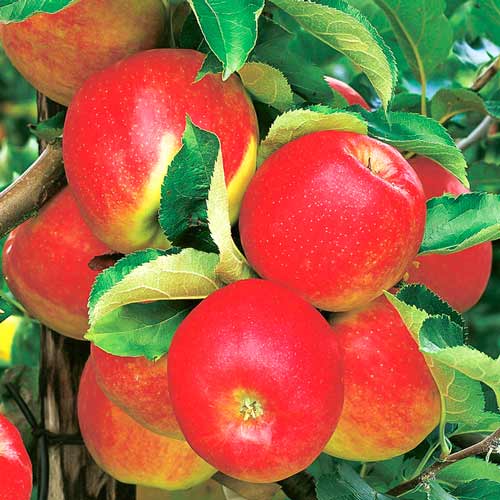 Jabłoń Jonagold interface.image 1 interface.art 7487