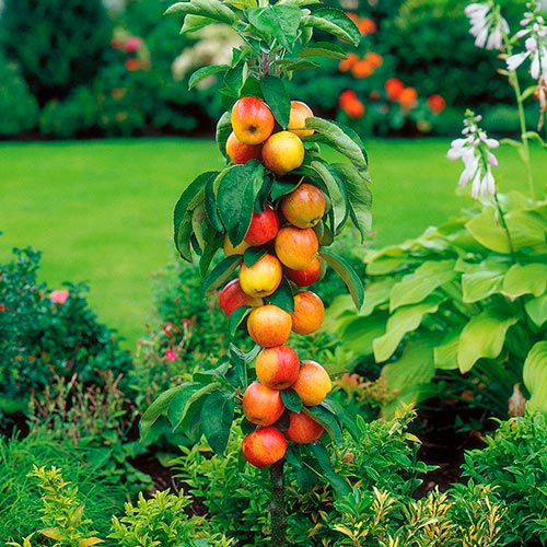 Jabłoń kolumnowa Garden Fountain interface.image 1 interface.art 1947