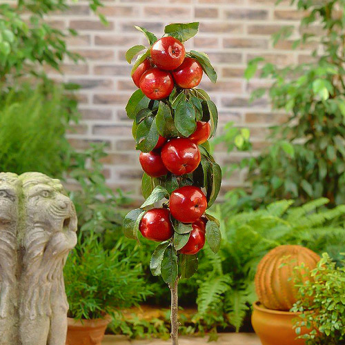 Jabłoń kolumnowa Red River, С2 interface.image 1 interface.art 1951