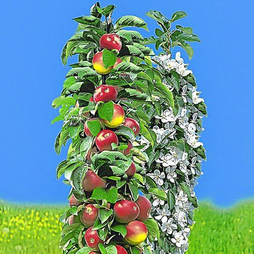 Jabłoń kolumnowa wczesna, С2 interface.image 1 interface.art 1932