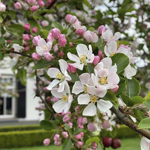 Jabłoń kwiecista Red Sentinel, С5 interface.image 1 interface.art 7724