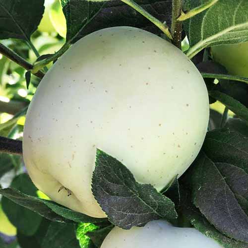 Jabłoń Willow interface.image 1 interface.art 4855