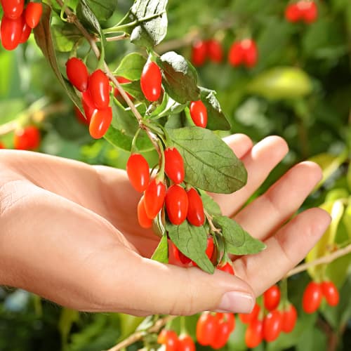 Jagoda Goji Korean Big, P9 interface.image 1 interface.art 9321