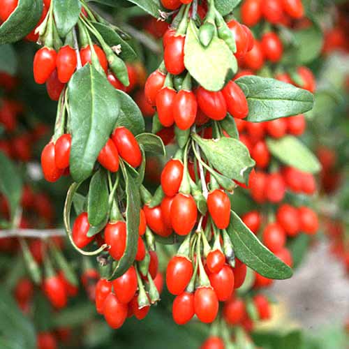 Jagoda Goji (Lycium barbarum) interface.image 1 interface.art 77817