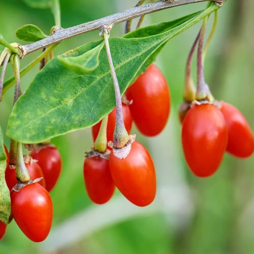 Jagoda Goji New Big, P9 interface.image 1 interface.art 9322