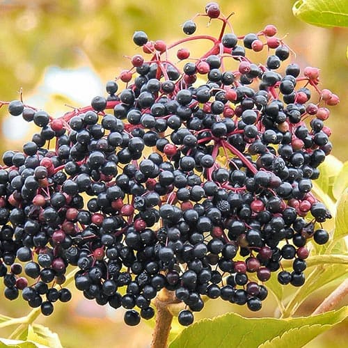 Jagoda Goji nigra interface.image 1 interface.art 4702