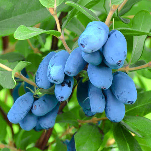 Jagoda kamczacka Ałtaj interface.image 1 interface.art 9271