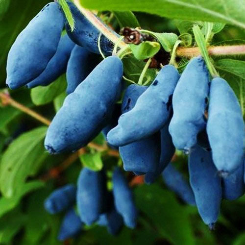 Jagoda kamczacka Amphora interface.art zdjęcie 1 Jagoda kamczacka Amphora interface.image 1 interface.art 9303