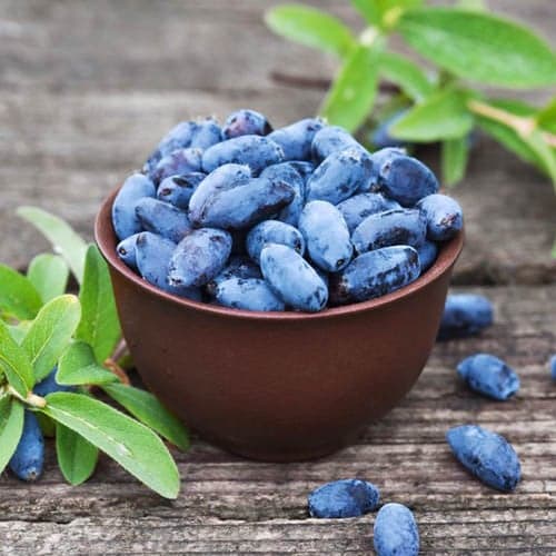 Jagoda kamczacka Aurora, P9 interface.image 1 interface.art 1584