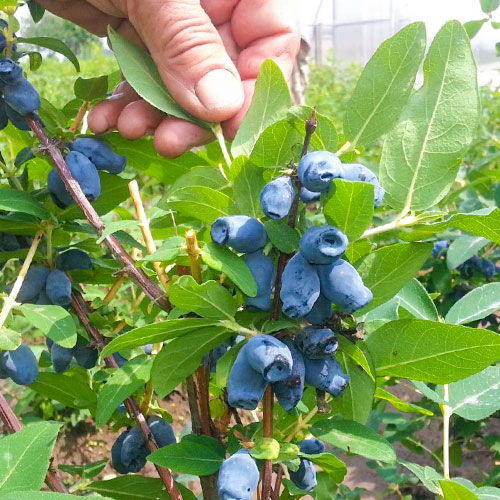 Jagoda kamczacka Bakczarskaja interface.image 1 interface.art 9304