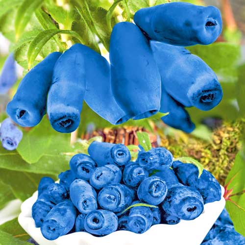 Jagoda Kamczacka Blue Velvet interface.image 1 interface.art 9224